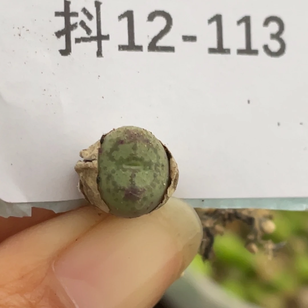 12-113猴多肉植物肉锥