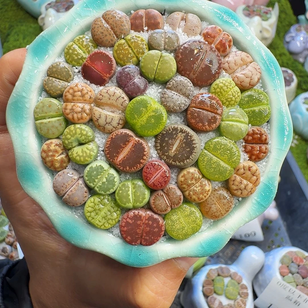 多肉植物福利冲1131