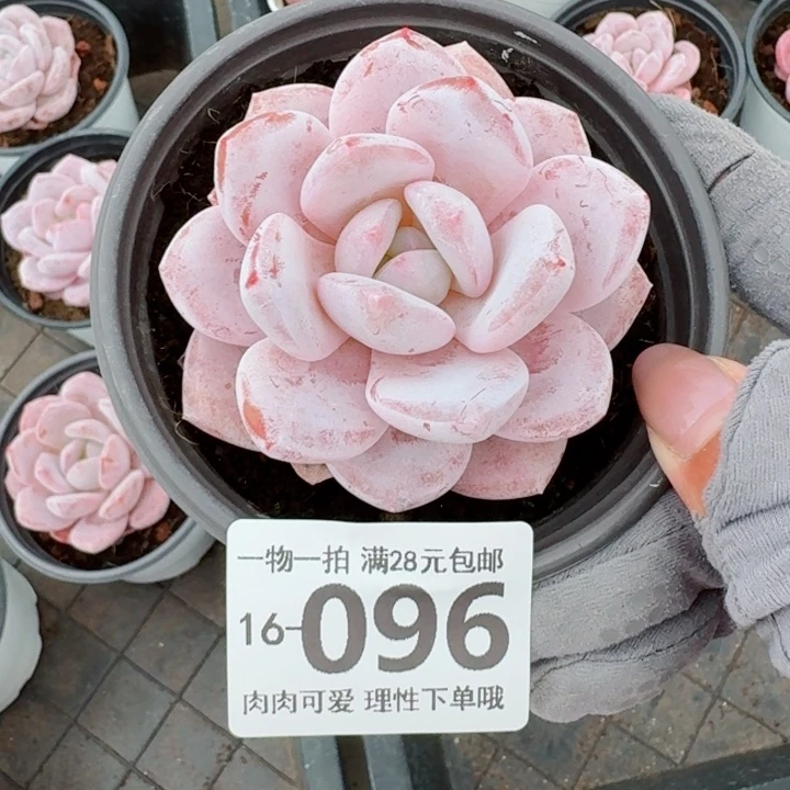 胖雪橙无盆土发货多