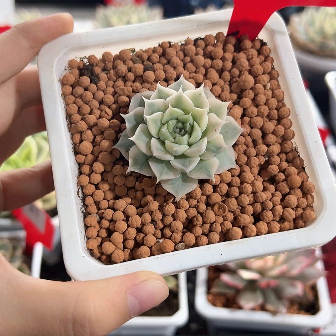 70号海琳娜锦多肉植物