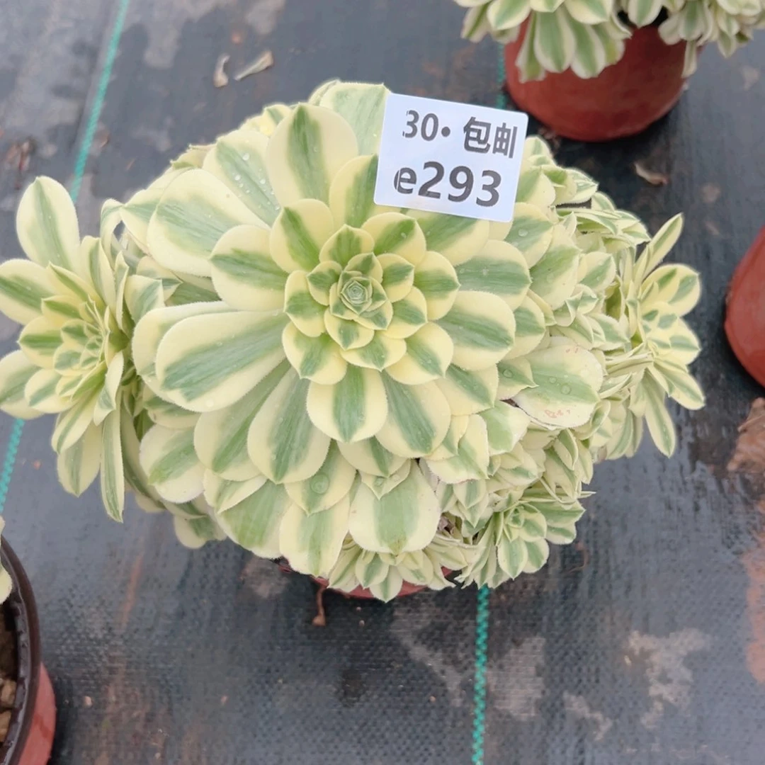 293迈巴赫多肉法师