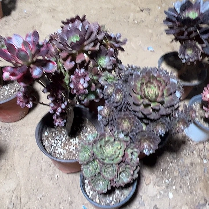 490多肉植物组合瑕疵特价，