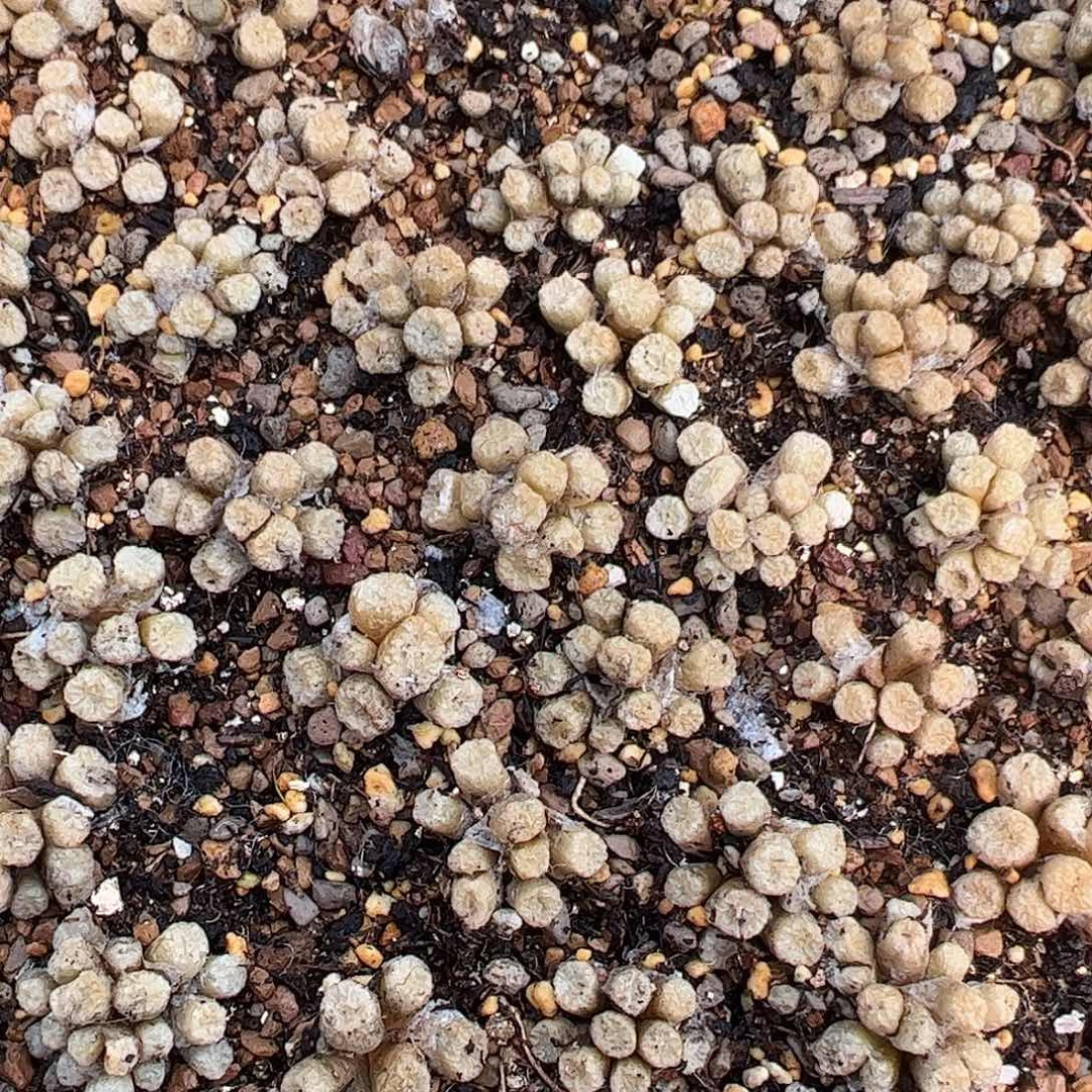 0000量拍红铜壶1群