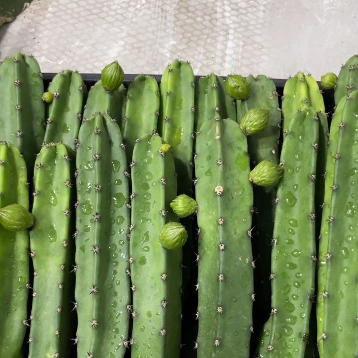 红花袖铺实生一代侧芽