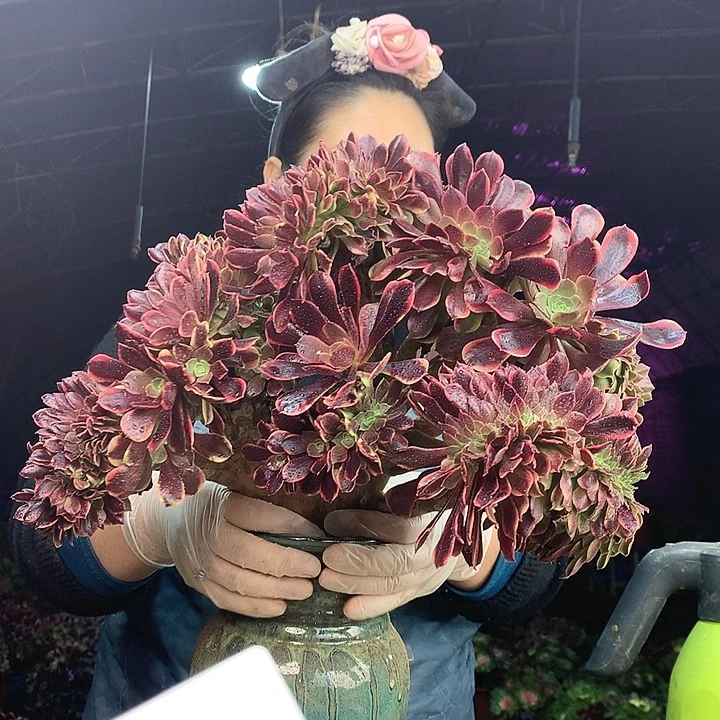 柒柒精品多肉脱土发货不包断侧枝S565