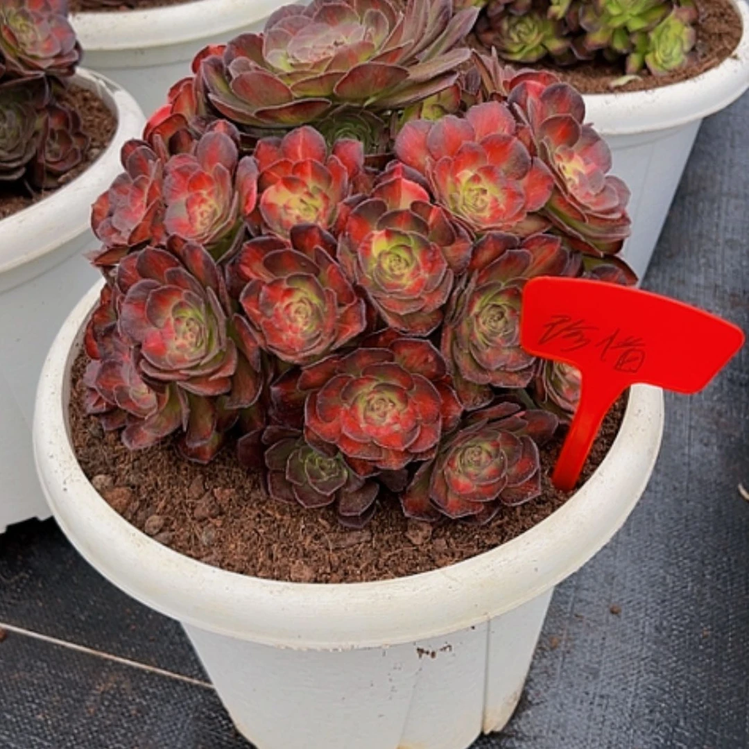 【闪购商品】珍*惜111111111111111