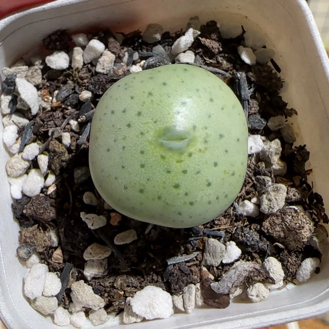 肉锥多肉植物组合-大饼648