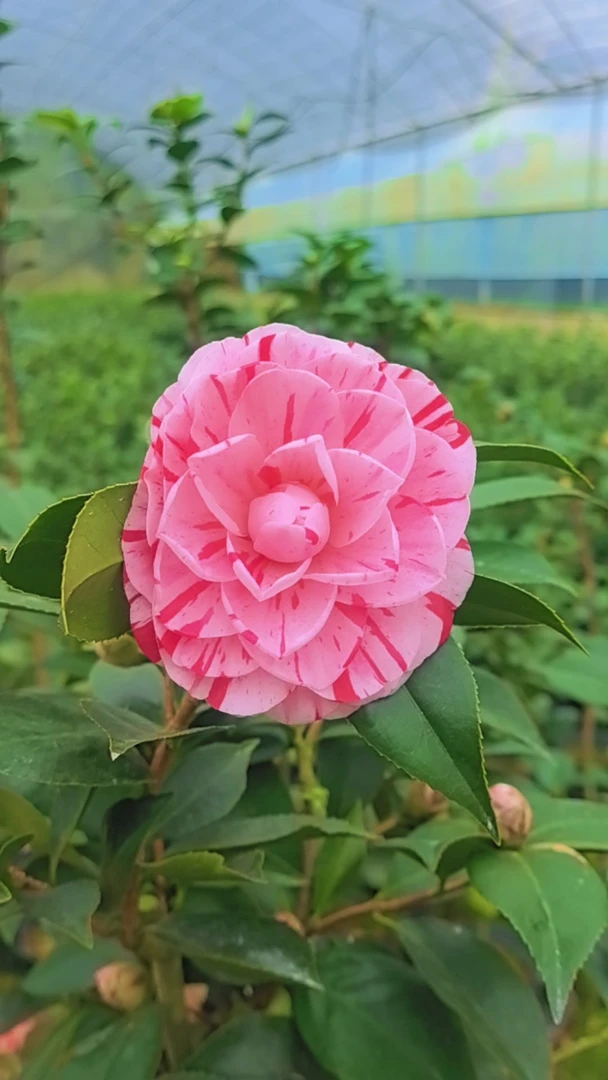 香水茶花四季茶花高品质
