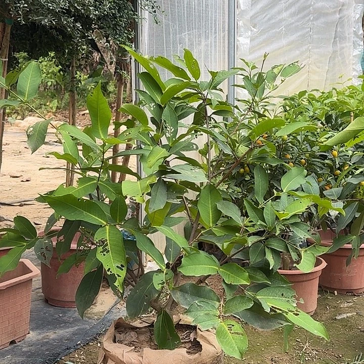 台湾黑糖芭比莲雾发货