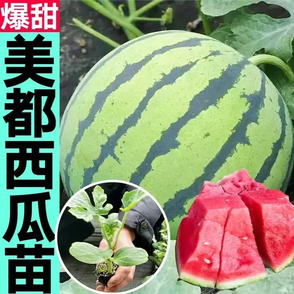 高产西瓜苗8424特甜麒麟超甜无籽美都西瓜秧苗盆栽地载种植西瓜苗