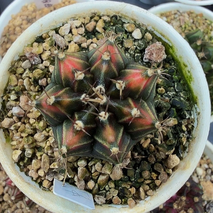 当前无花朵，栽培后可花朵