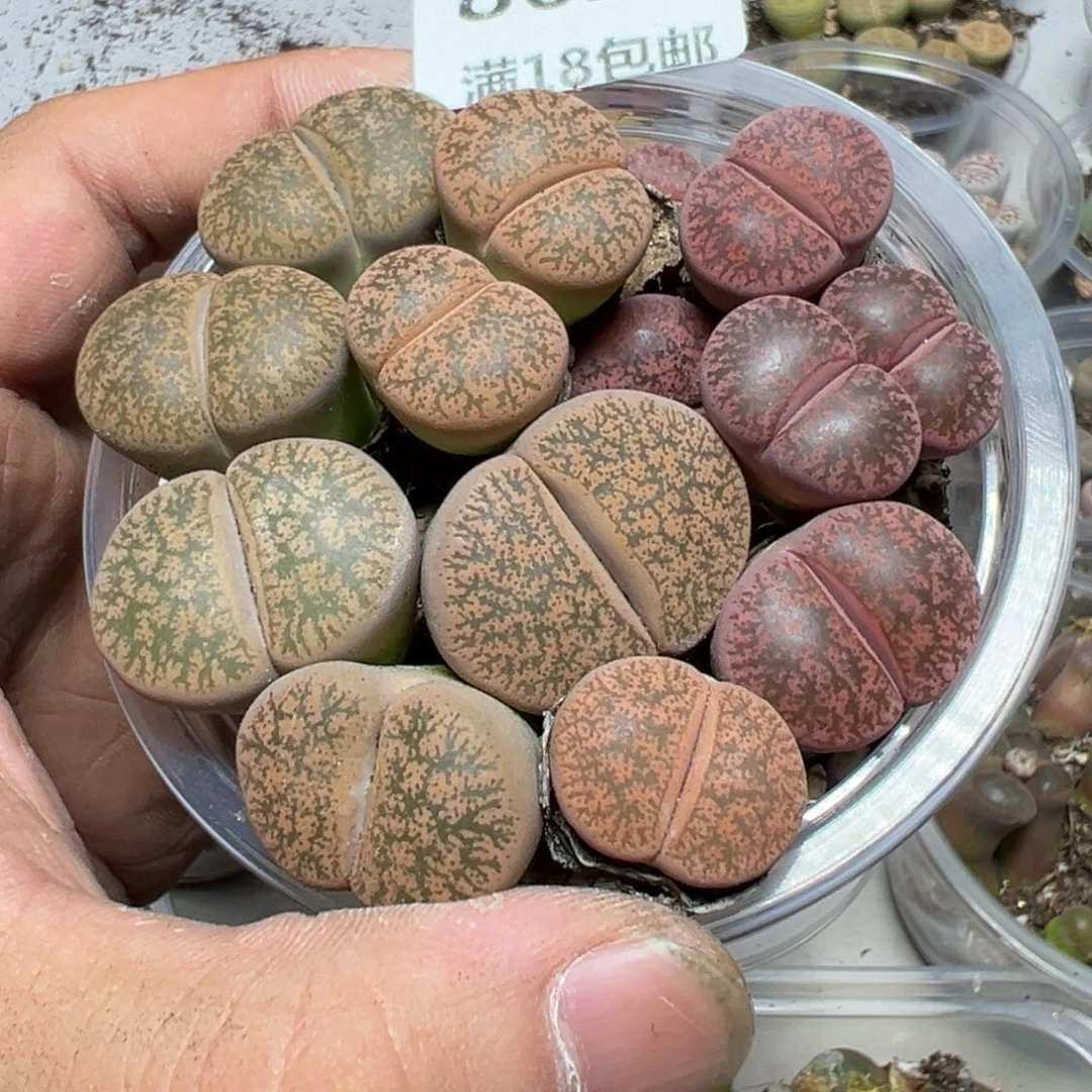 【闪购商品】 862。