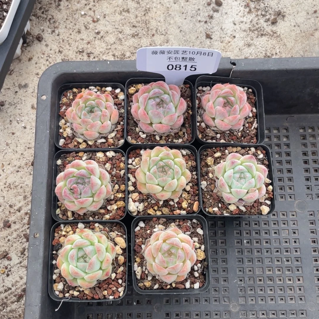 不包整散 盆子不售后0815