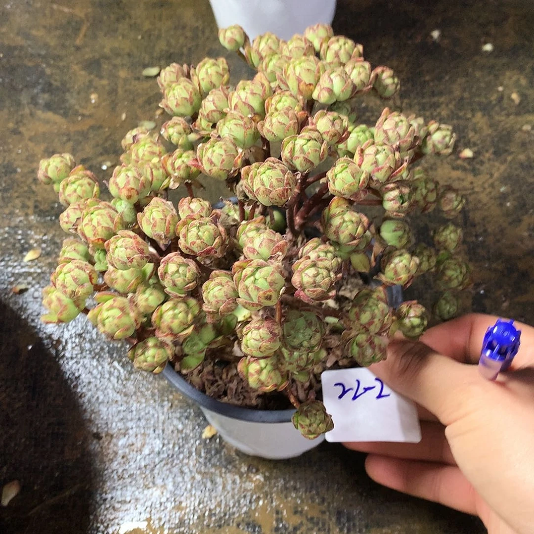 橄榄球一物一拍22-2