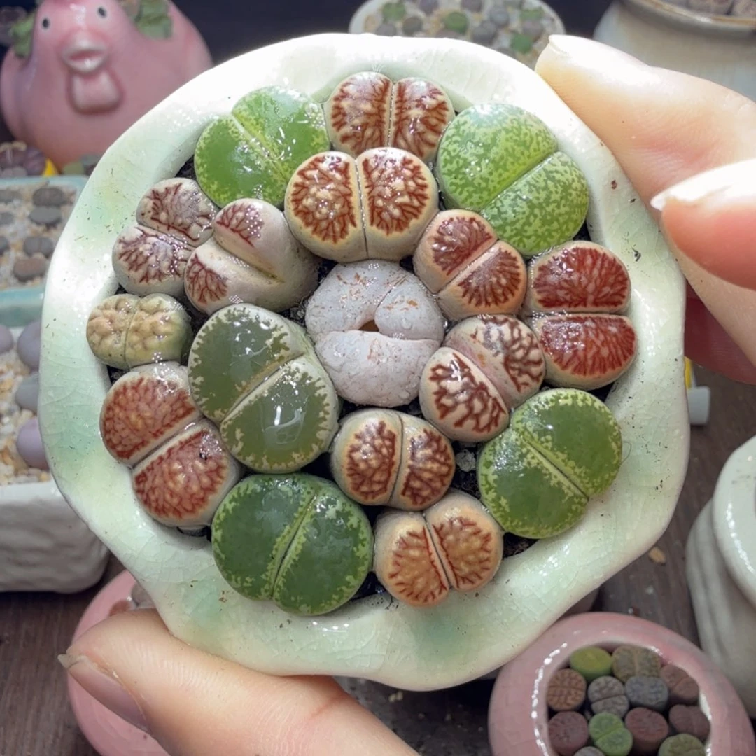 多肉植物和植物的791