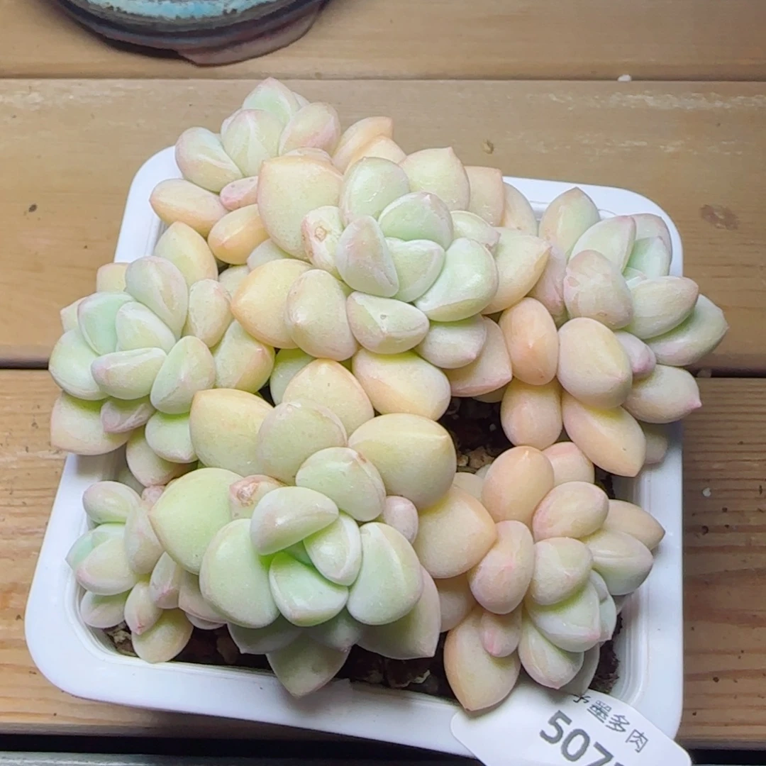 泡泡糖无砍，5071多肉