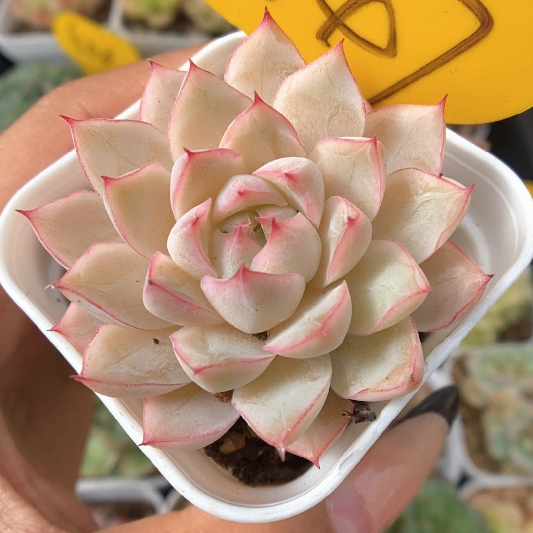 女王麦秆547号。