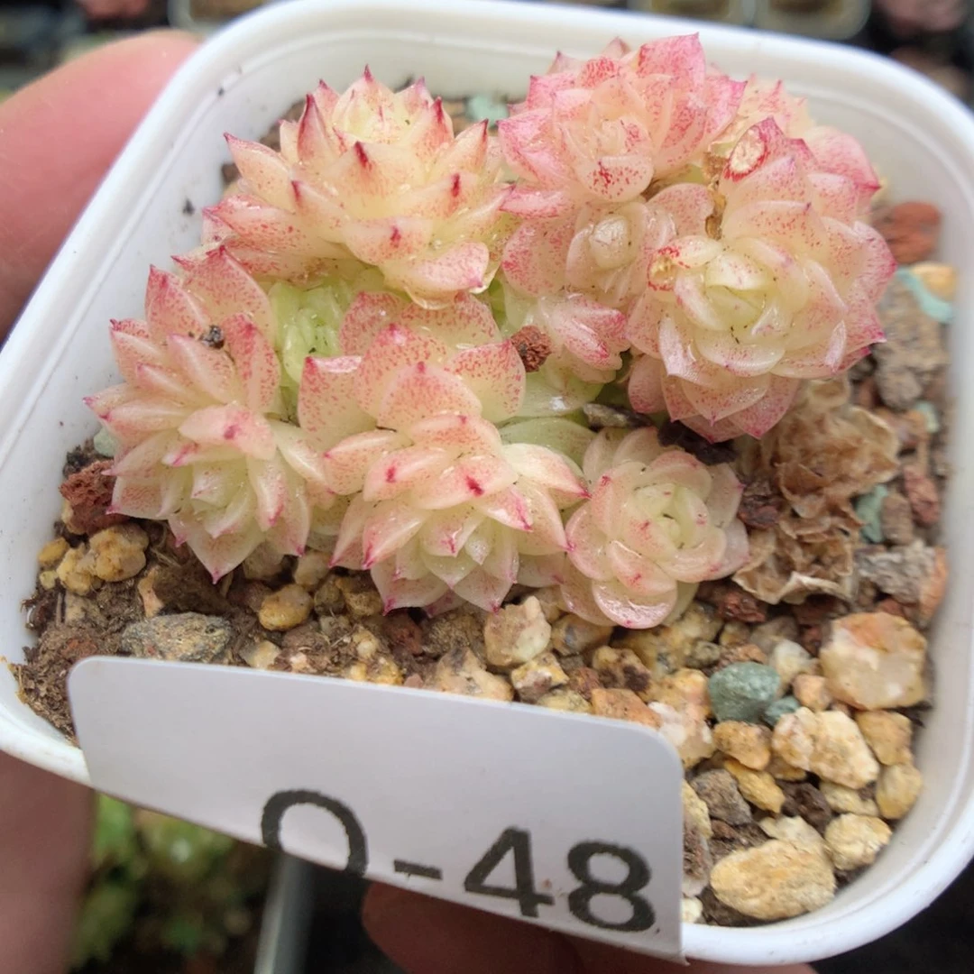 Q48y y y y y y y y y y