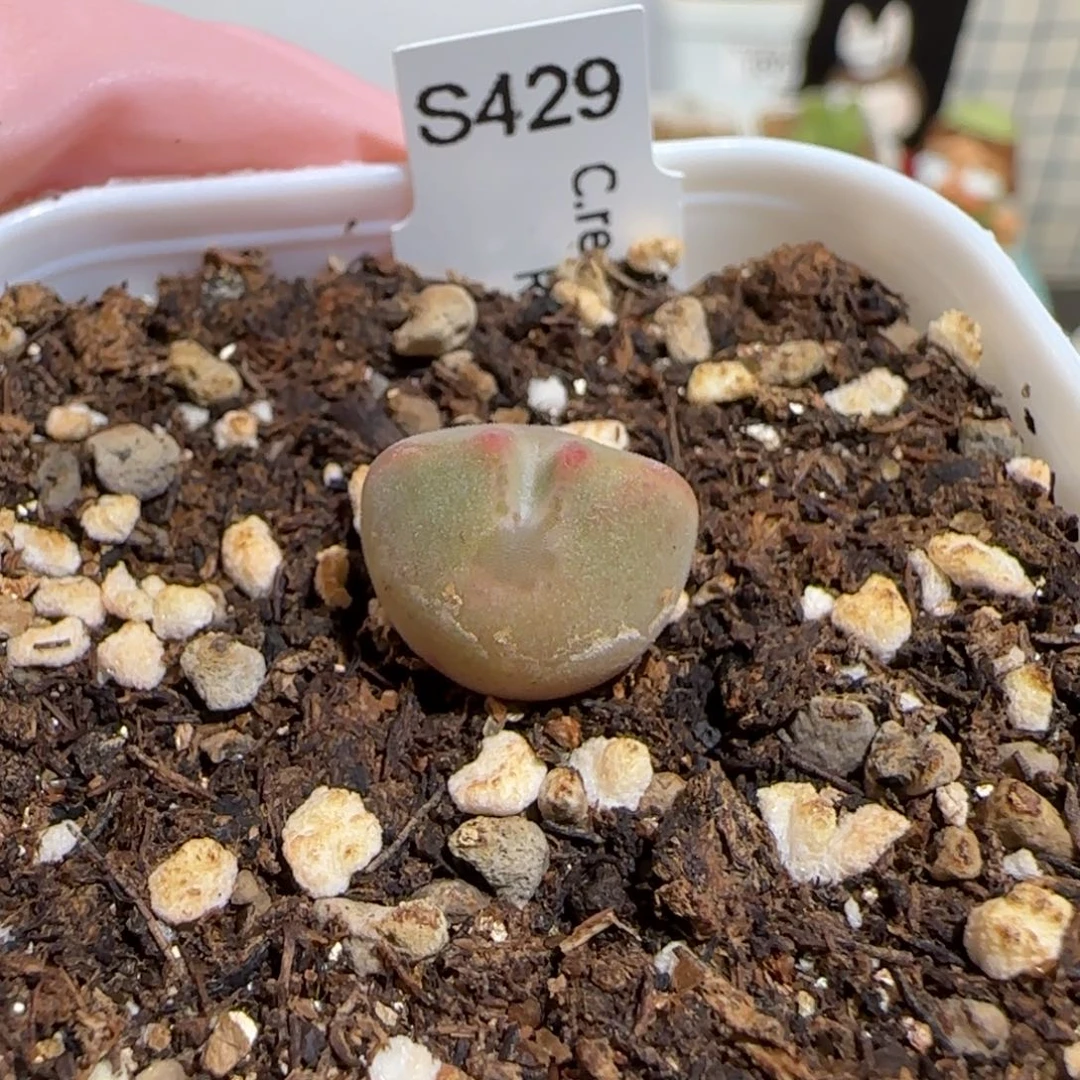 用***我肉锥多肉植物组合-