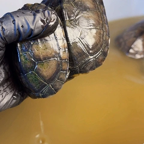 母绿毛龟小青2个