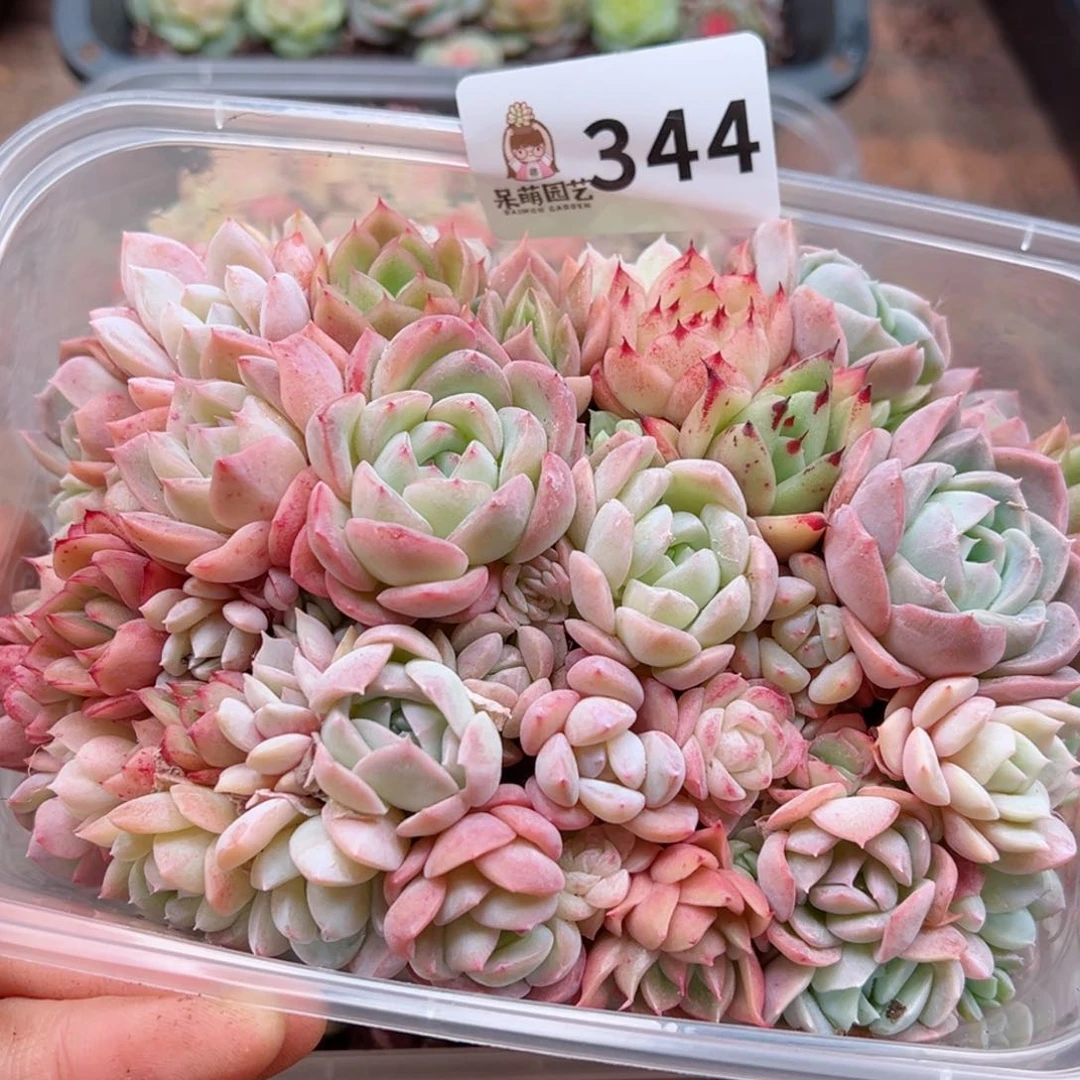 多肉植物多肉植物