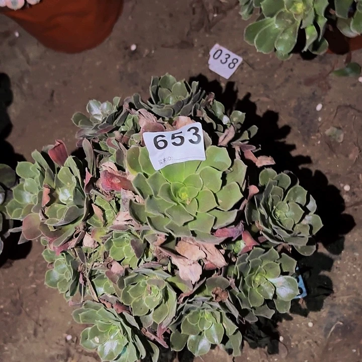 653香妃多肉植物不售后