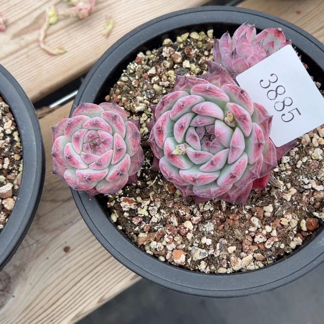 是***?3885多肉多多多多的