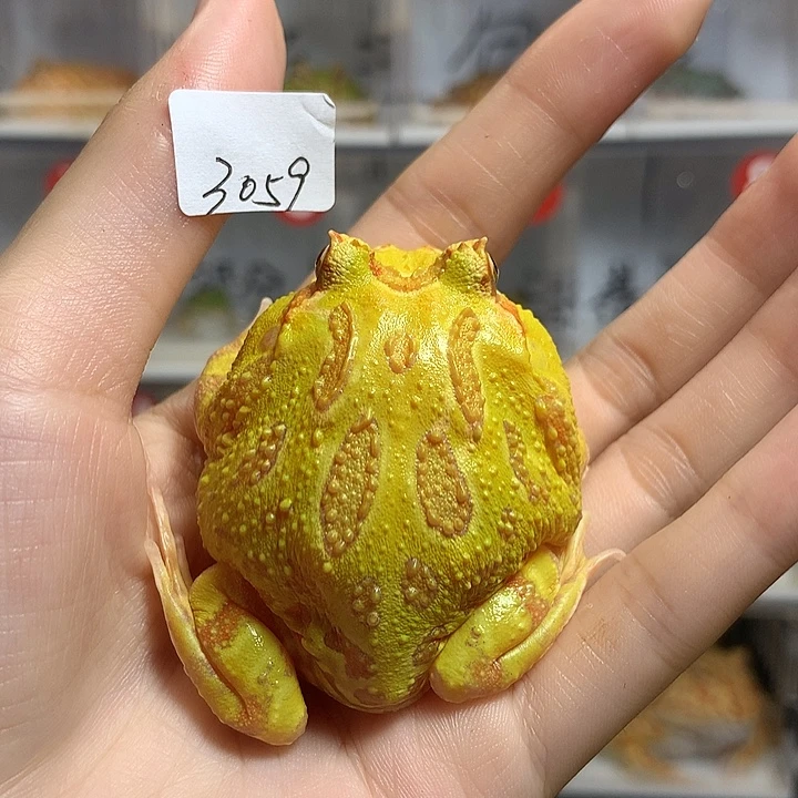 角蛙3059瑕疵黄金黄金
