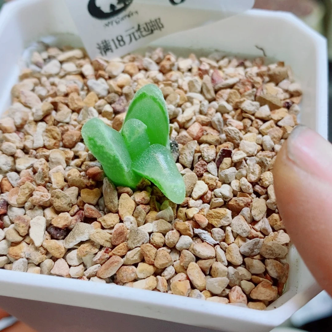 再***再生石花花花花花花花801