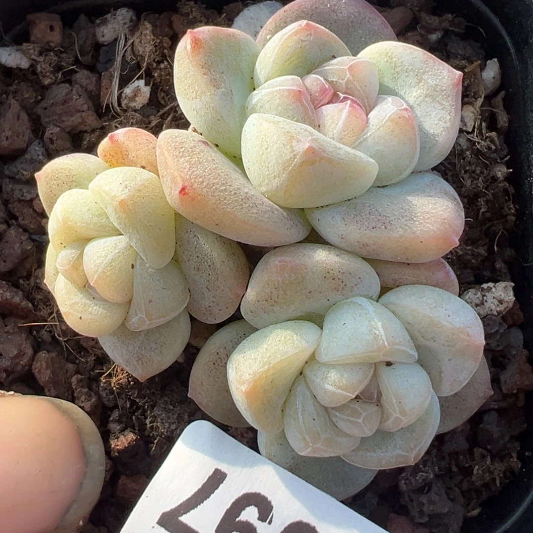 小卡拉米糖心一物一拍13-97