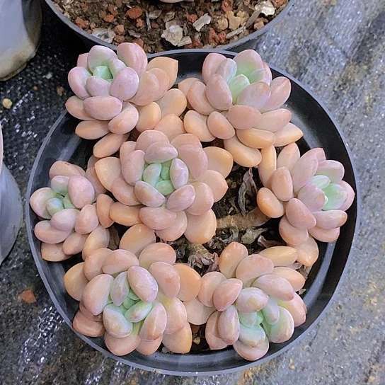 无花朵L****吖白鹭多肉