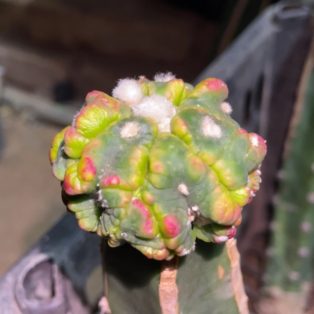 无花朵指纹海星腿 花斑悟空兜锦