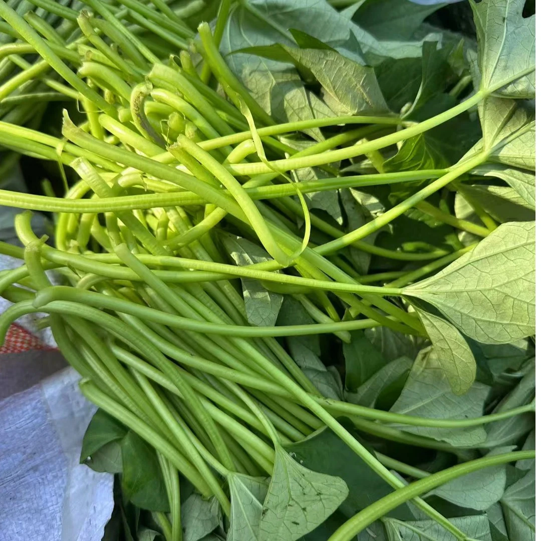 当涂农家自种红薯杆