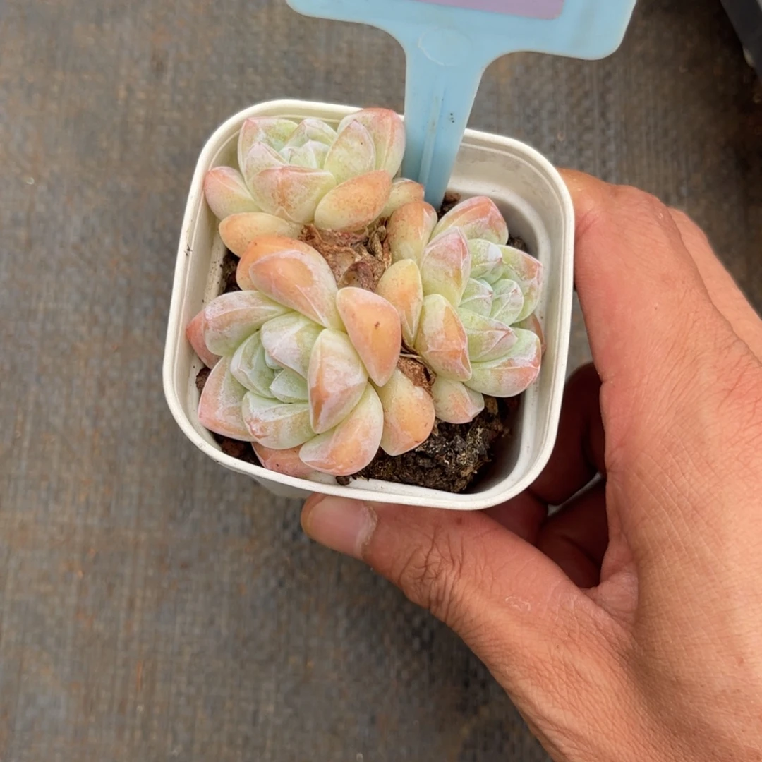 云尘多肉一物一拍717