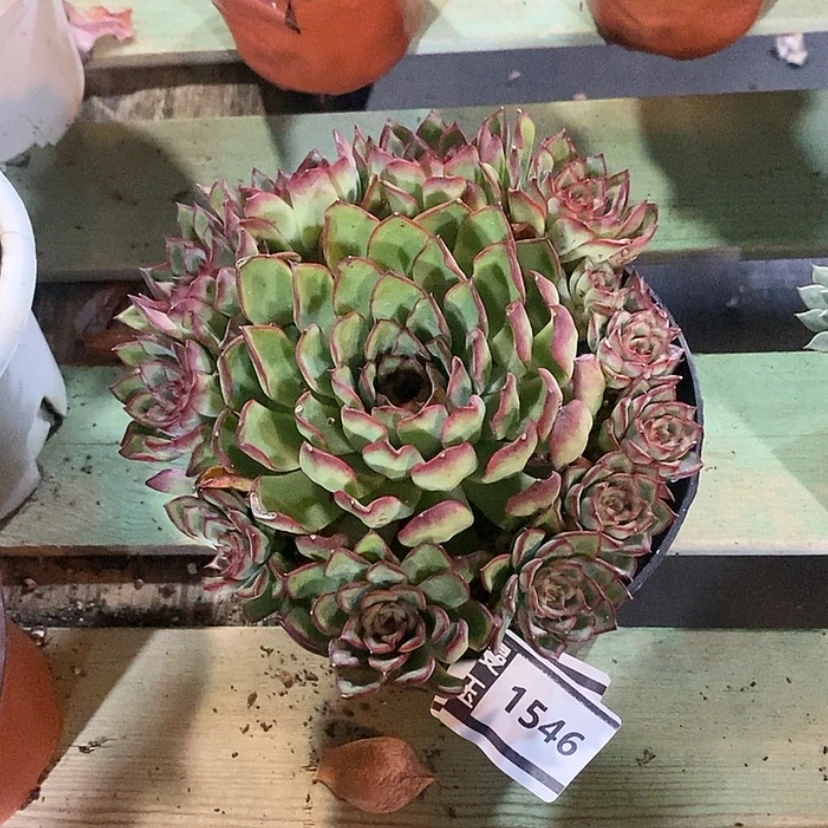 【闪购商品】萤火虫1546