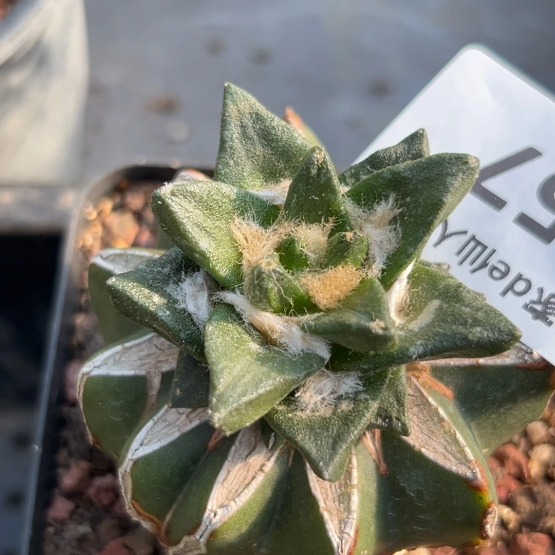 157 仙人球的比赛将