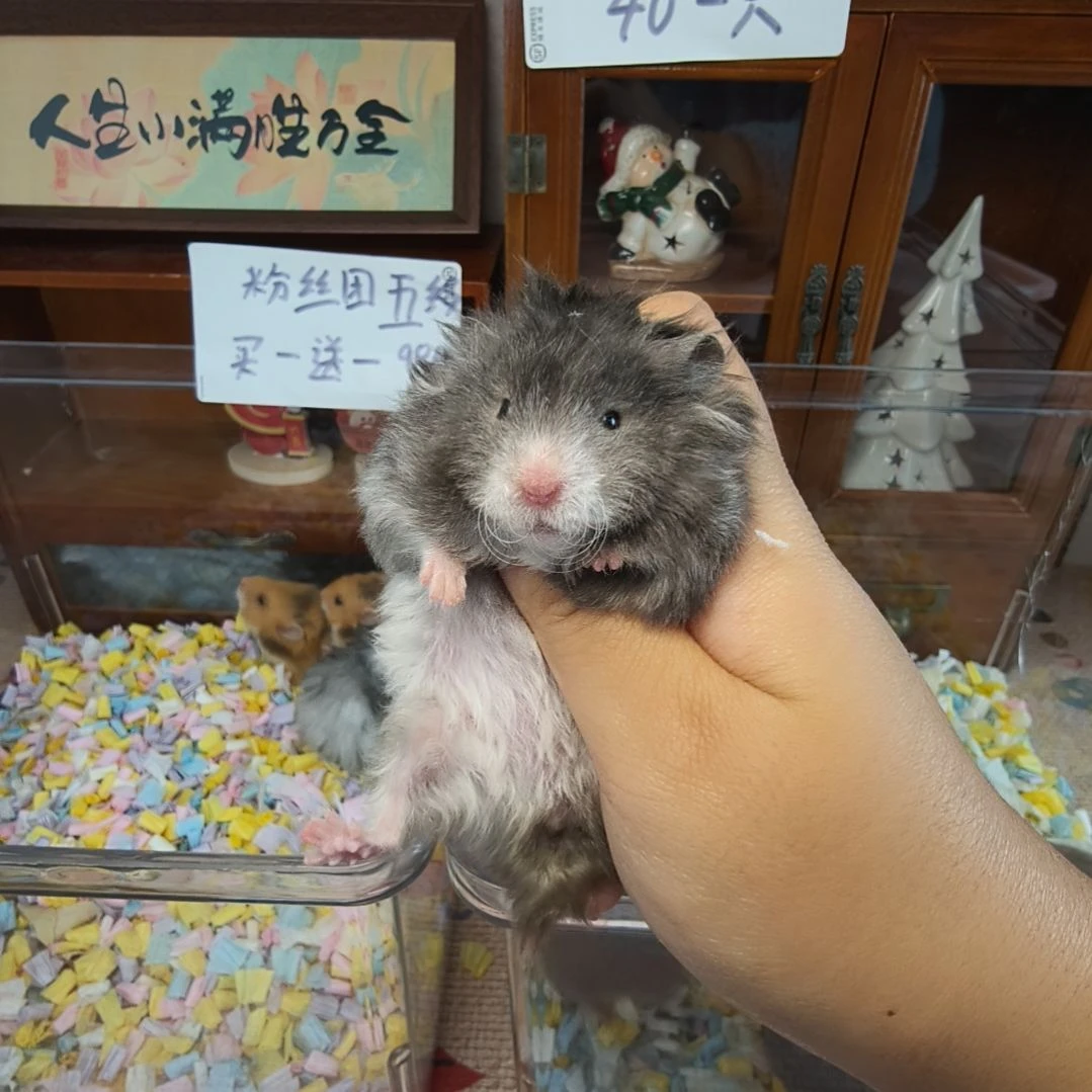 卷毛黑波妹妹 8月8日