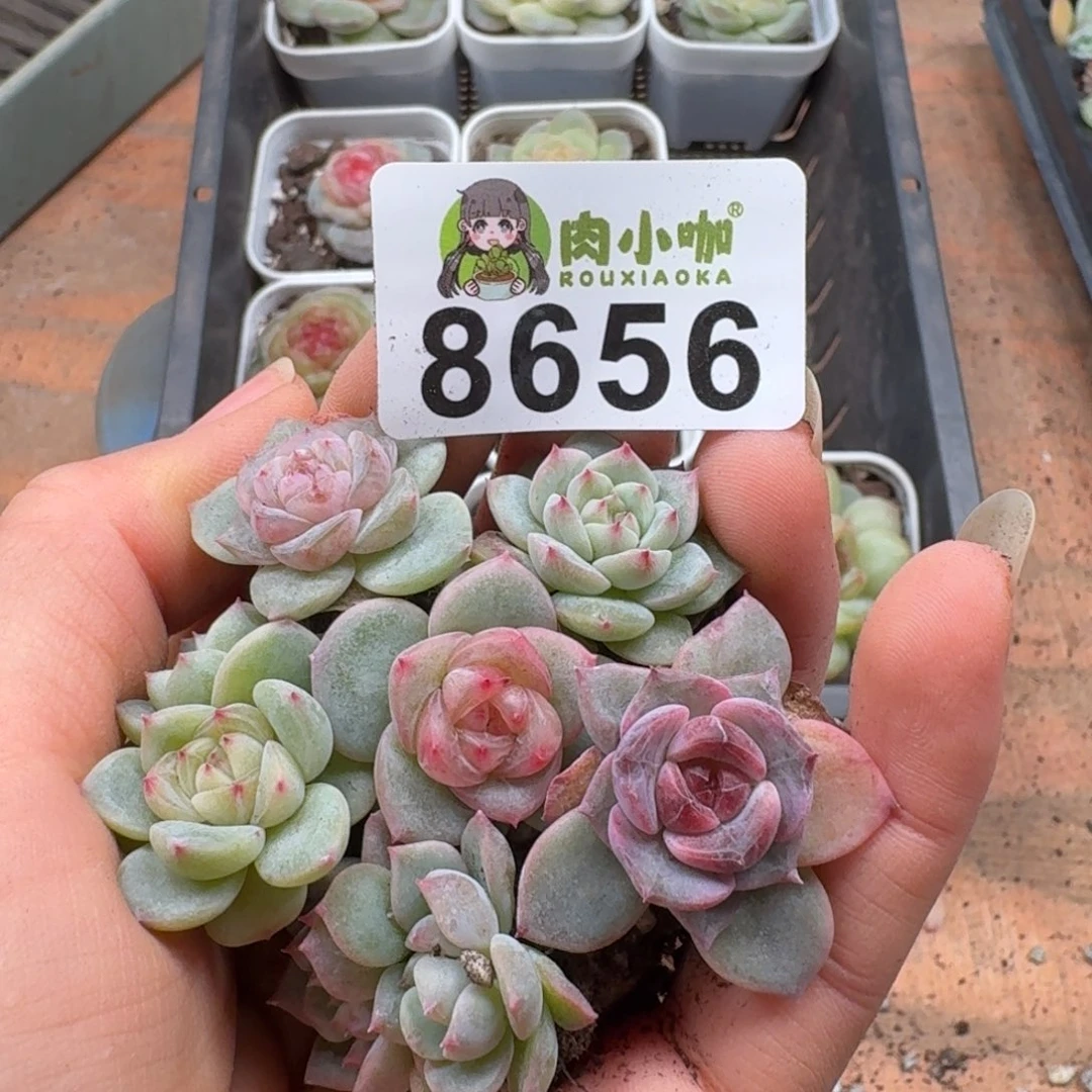 多肉植物多肉植物