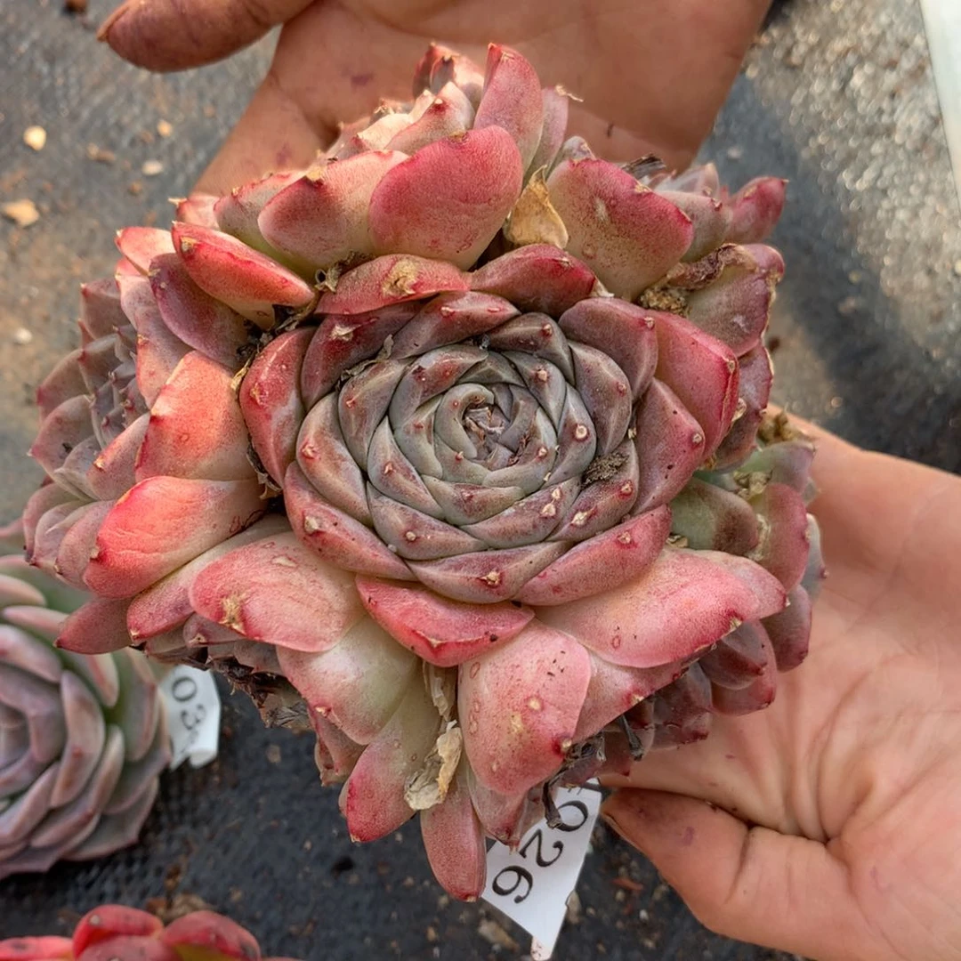 4026有叶伤介意不拍杂交精品基地12厘米