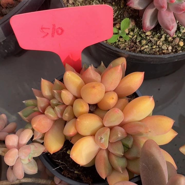 多肉植物72737373737