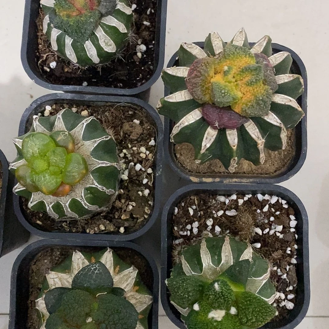 尧***！福利福利福利拍拍