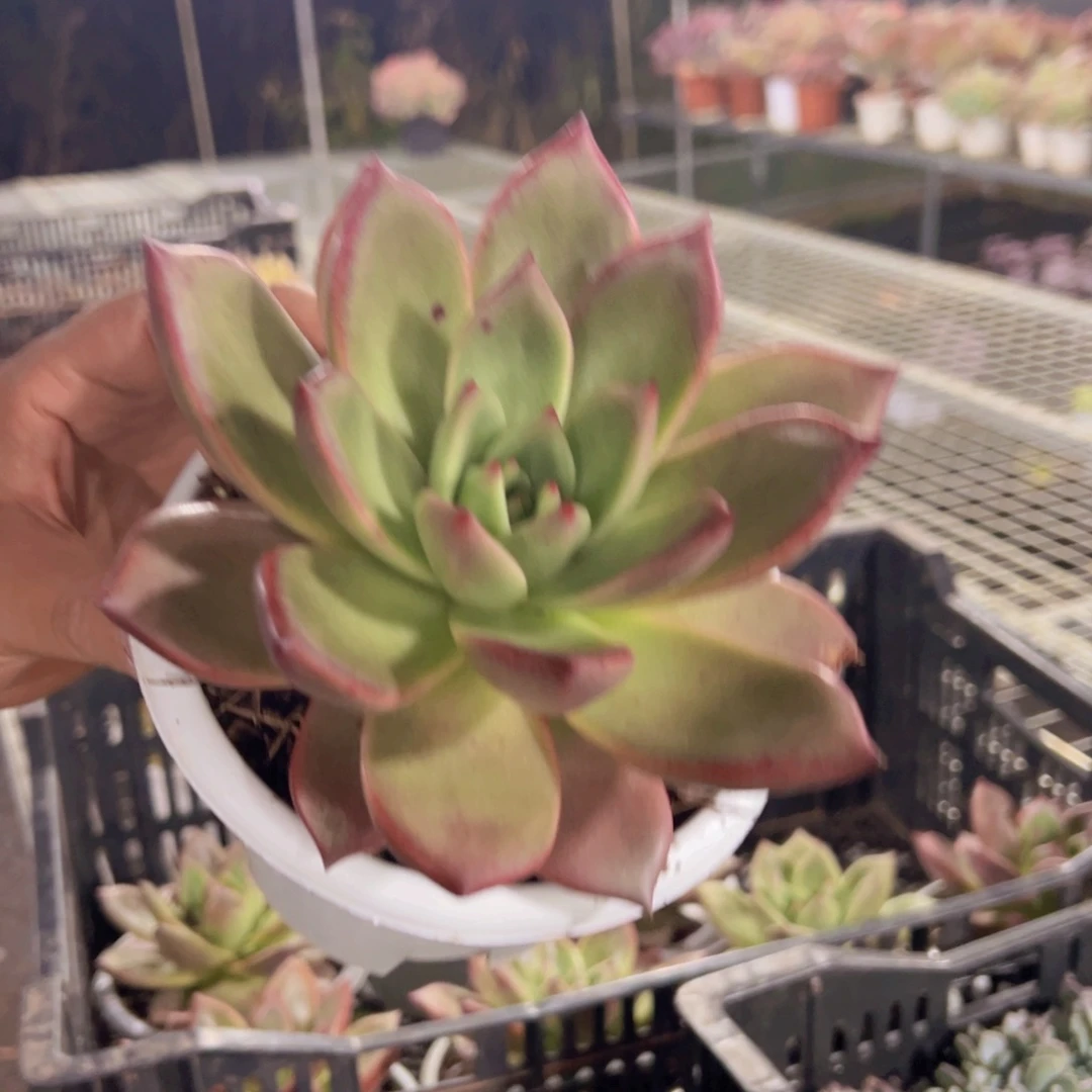 德国香槟大单头老桩