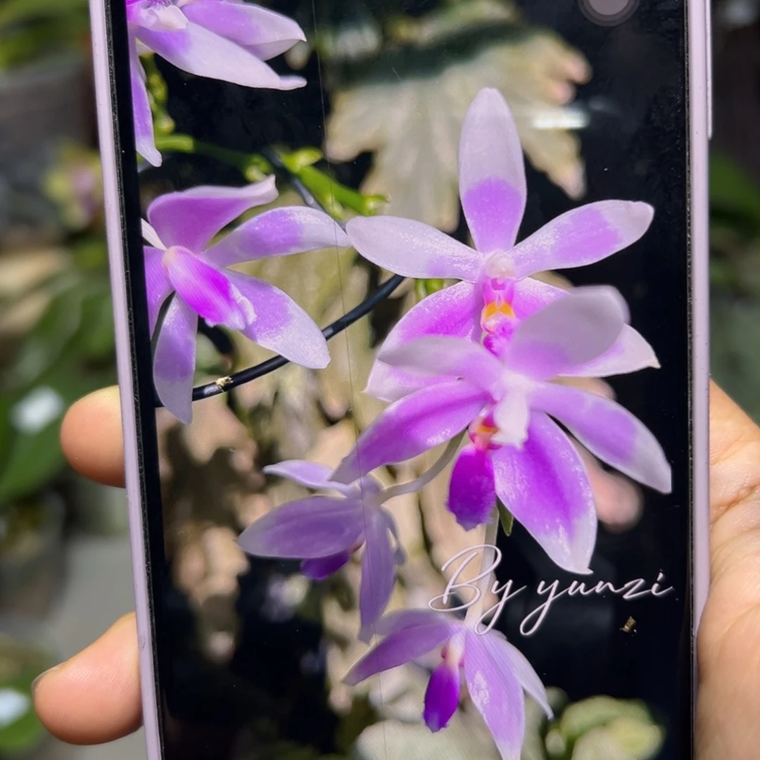 无花朵纯原种羞花全天浓香1.7苗