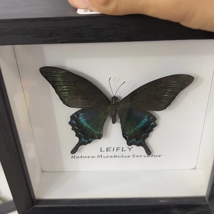 蝴蝶标本定制版031