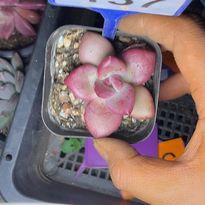 多肉植物赫菲斯托157