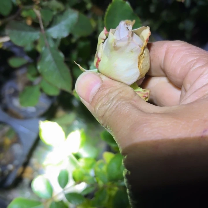 无花朵暴风漩涡小苗