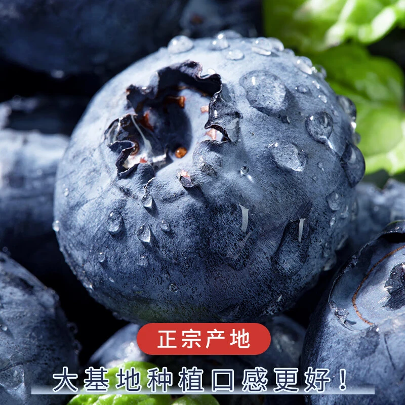 【丹东产地直发】花香蓝莓现采现摘 果蔬甄选 东北纯甜蓝莓特大果