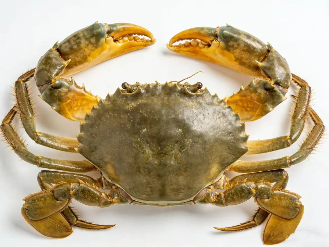 单只青蟹【直播间现场称重链接】