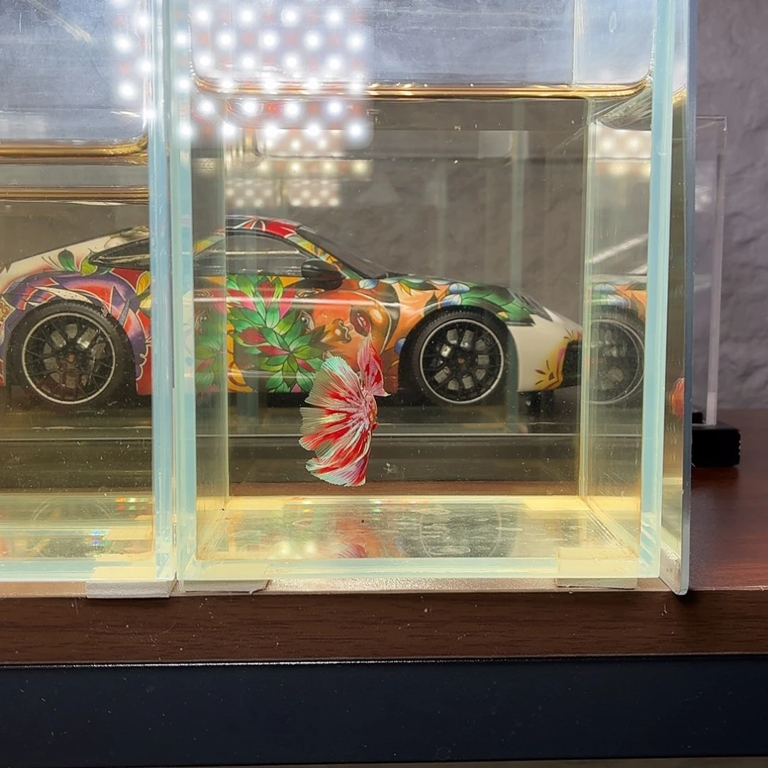 斗鱼彩金红魔半月