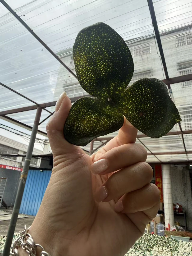 【青皮福利】梅江老树原枝大青 高香薄荷凉天然生晒 新会发货